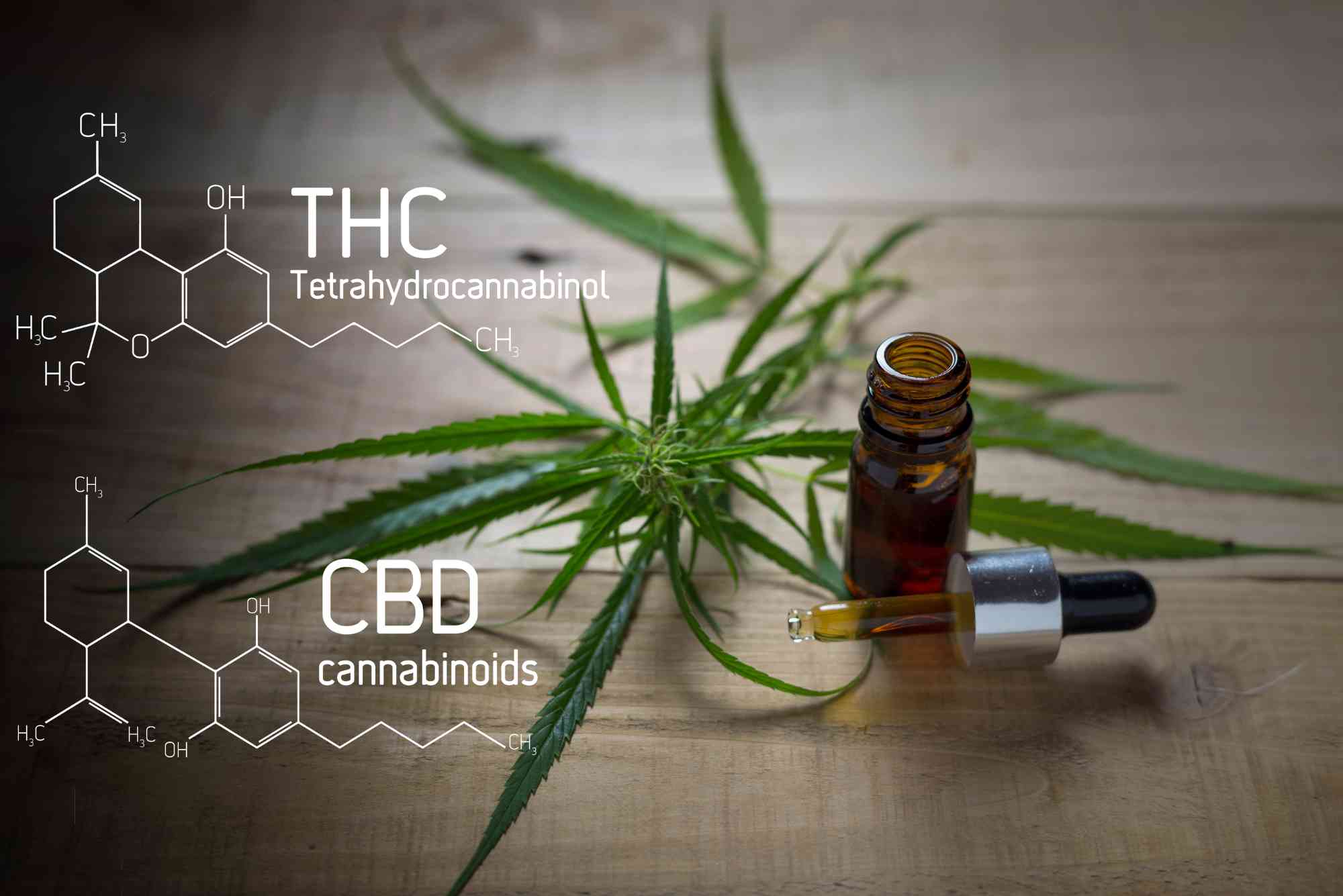 CBD VS Thc UAE
