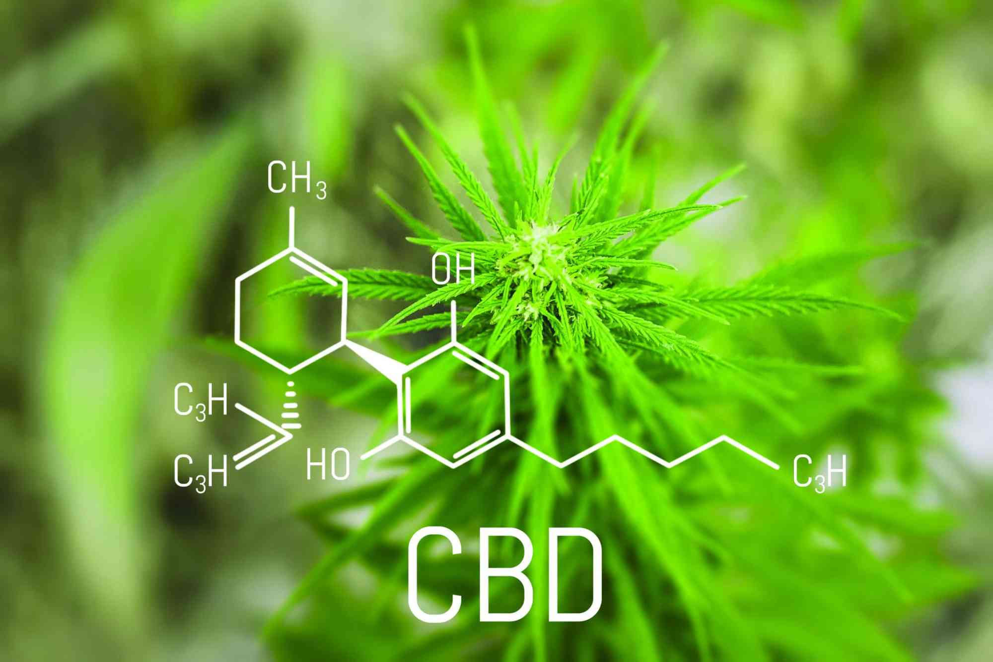 How CBD Works UAE
